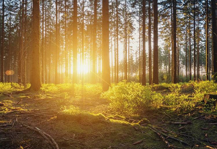 2022瑞典延雪平国际林业贸易展览会