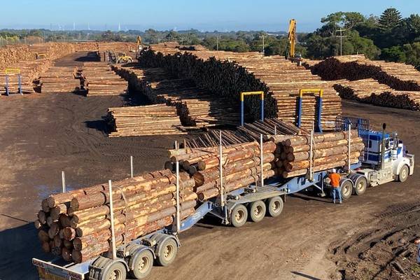 西澳大利亚宣布禁止砍伐森林，家具制造商苦于寻找硬木替代