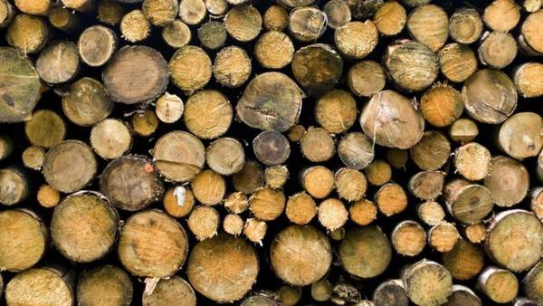 西澳大利亚宣布禁止砍伐森林，家具制造商苦于寻找硬木替代