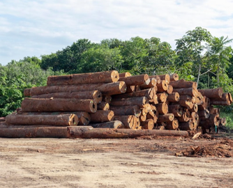 巴西木材价格全面上涨，涨幅最高逾36%！
