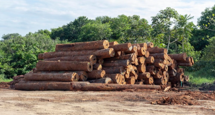 巴西木材价格全面上涨，涨幅最高逾36%！