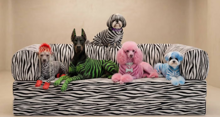 丹麦家具OMHU推出斑马纹TEDDY沙发，极简设计迎来“狂野”变奏