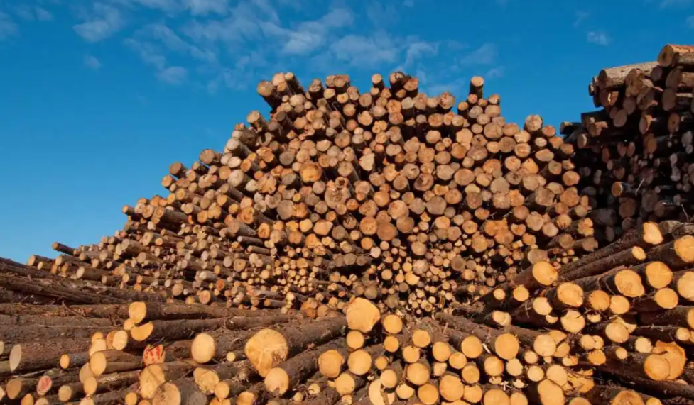 3月越南木材及木制品出口额环比上涨19%