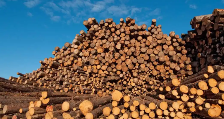 3月越南木材及木制品出口额环比上涨19%